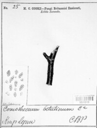 Trimmatostroma betulinum image